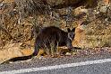 239 Grampians NP, kwaststaartrotskangoeroe